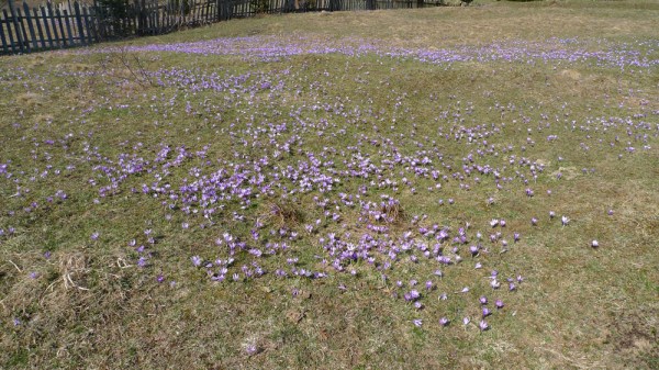 Renaissance - Carpet Of The Sun