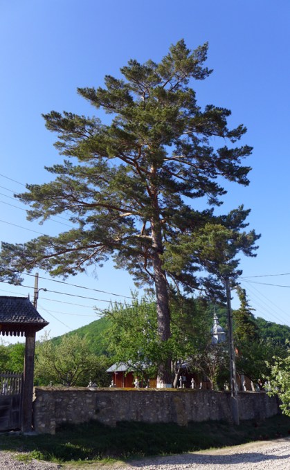 God's gonna cut you down