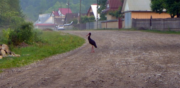 Early In The Mornin'