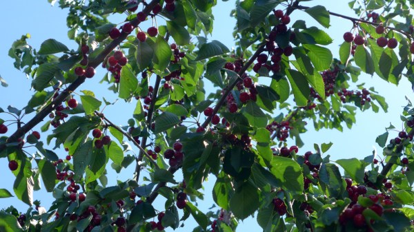 Le Temps Des Cerises