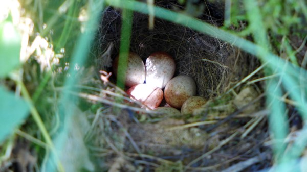 Sun Ra - Enlightenment