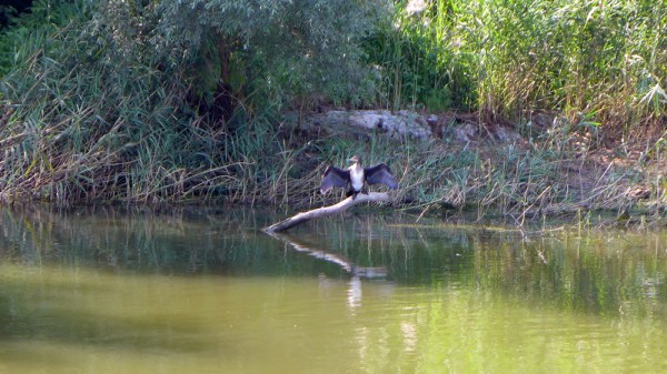 Gonna Shoot You Right Down