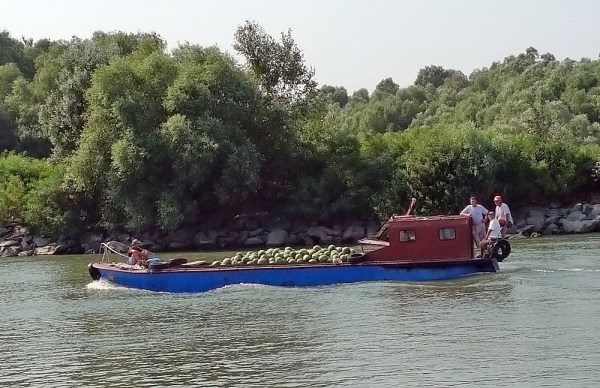 Watermelon in Easter Hay