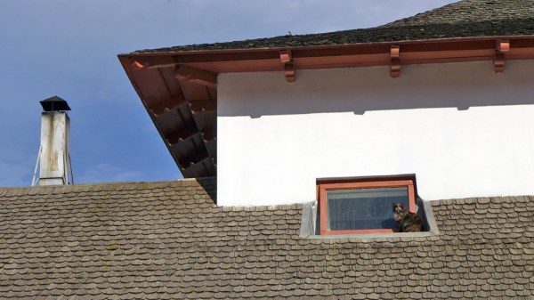 Cat On The Roof