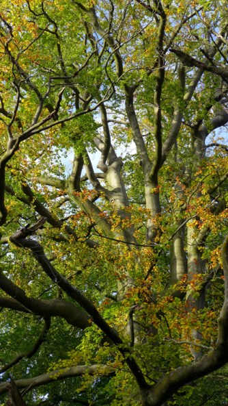 Hanging' Round The Bee Tree