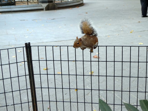 Cat's Squirrel