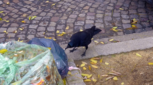 Hé Que vous êtes joli  que vous me semblez beau