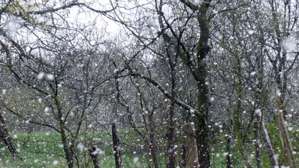 Spring  depression blues