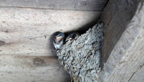 He's My Brother She's My Sister - The Same Old Ground