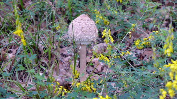 Infect me with your love and fill me with your poison