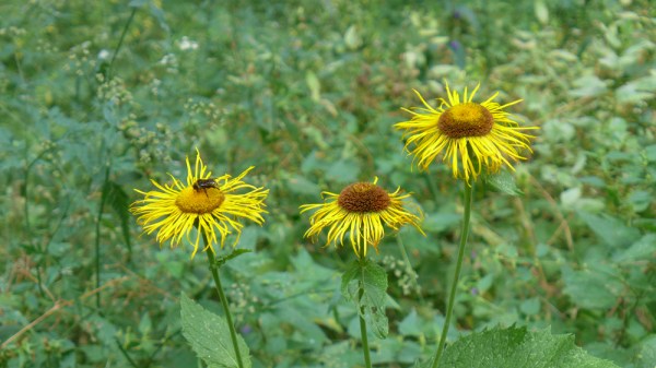 Flowers Grow Out Of My Grave