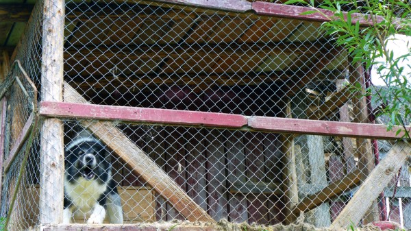 Hear My Black Dog Bark