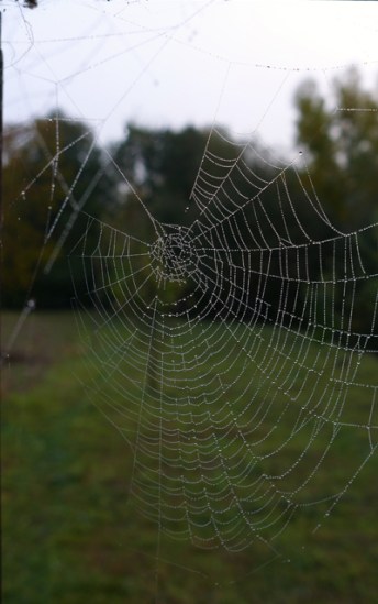 The Web