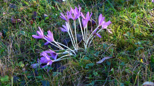 Where have all the flowers gone