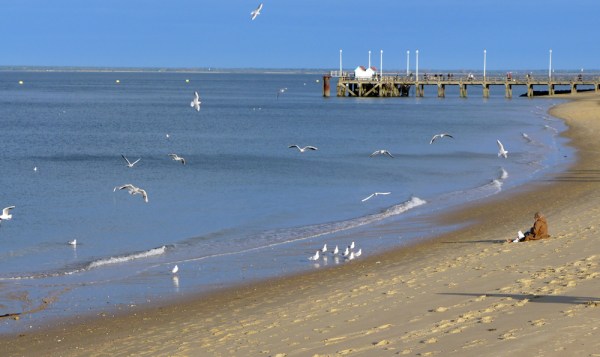 The Conference Of The Birds