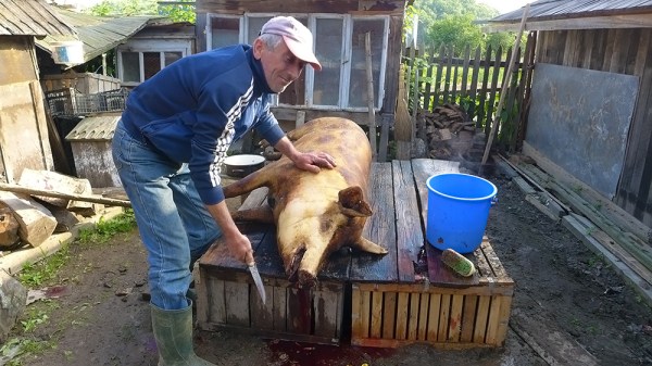 How the Pigs' Music Works