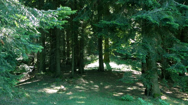 Chapter of the Forest