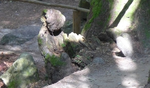 In The Stable Of The Sphinx